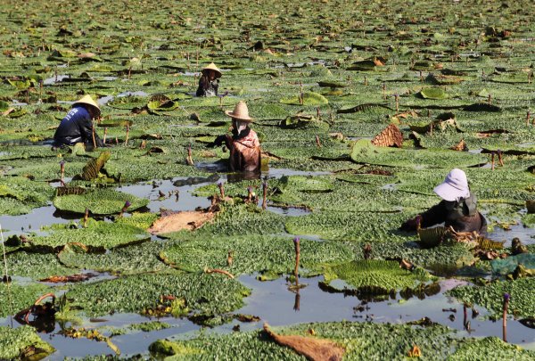 赢正通 一粒小芡实何以“链”起27亿元大产业？